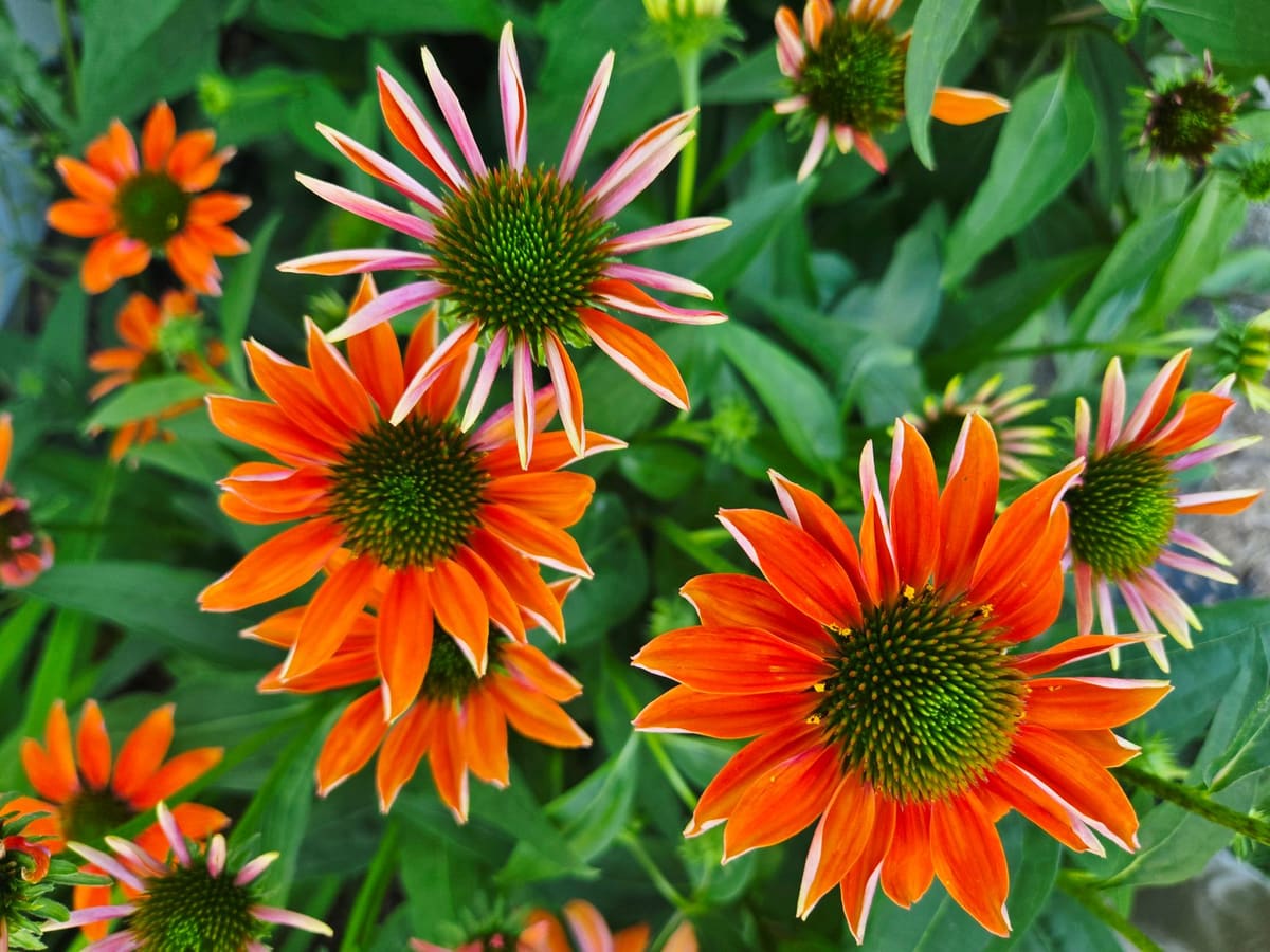Close-up photo of vivid orange Echinacea flowers blooming outdoors.
