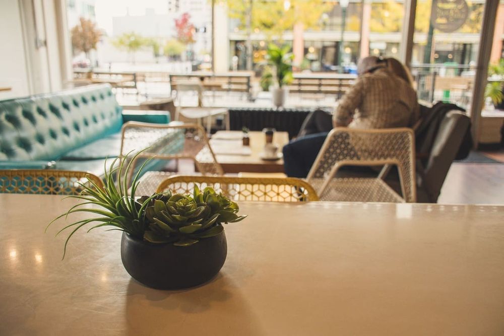 Cozy cafe interior with modern design elements and a succulent plant adding a touch of greenery.